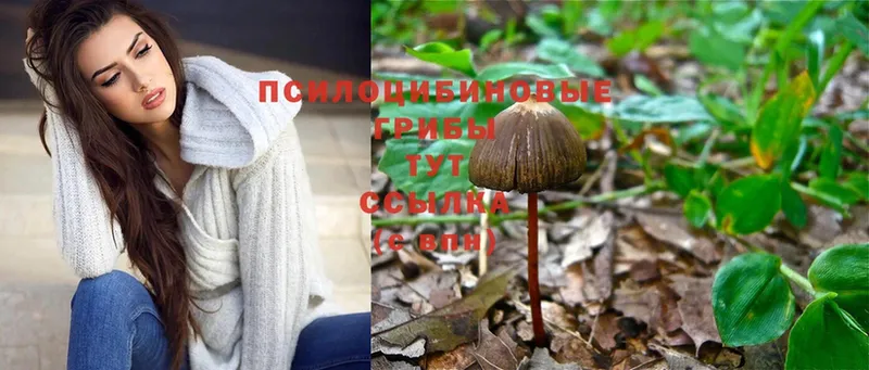 купить наркотики цена  Новокубанск  Псилоцибиновые грибы Magic Shrooms 